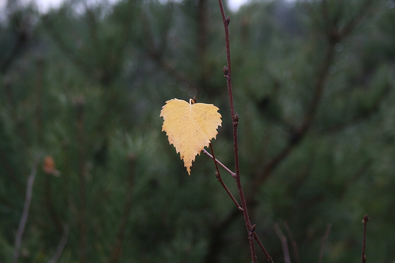 Rostoczek 11.2008 020